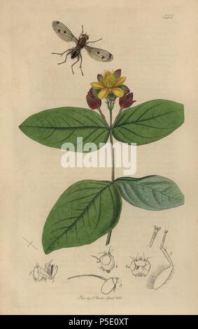 , Suillia Helomyza rufa Rufa, Suillia laevifrons, Rot - thoraxed Helomyza fliegen mit tutsan, Hypericum androsaemum. Papierkörbe Kupferstich erstellt und von John Curtis für seine eigenen "Britische Entomologie eingraviert, die Abbildungen und Beschreibungen der Gattungen von Insekten in Großbritannien und Irland gefunden", London, 1834. Curtis (1791 - 1862) war ein entomologe, Zeichner, Kupferstecher und Verleger. "Britische Entomologie' aus dem Jahr 1824 bis 1839 veröffentlicht wurde, und umfasste 770 Illustrationen von Insekten und Pflanzen, auf denen sie zu finden sind. Stockfoto