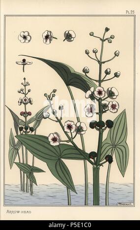 Botanische Illustration der Pfeilspitze, Sagittaria sagittifolia. Von Verneuil mit Pochoir (Schablone) handcoloring aus Eugene Grasset's "Pflanzen und ihre Anwendung zu Ornament", Paris, 1897 Lithographie. Grasset (1841-1917) war ein Schweizer Künstler, dessen innovative Designs der "Art Nouveau"-Bewegung am Ende des 19. Jahrhunderts inspiriert. Stockfoto