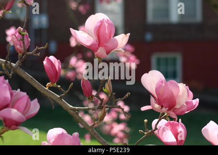 Nahaufnahme der chinesischen Magnolienblüte Stockfoto