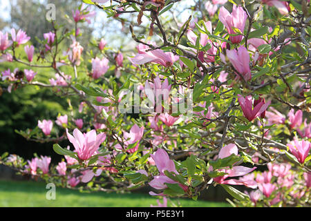 In der Nähe von wunderschönen Mulan Magnolia Blossom Stockfoto