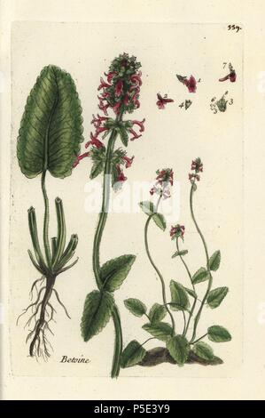 Lila Betony, Stachys officinalis. Handkoloriert; Botanik; Gravur; Pierre; Bulliard; Flora; Parisiensis; 1776; Didot; Paris; berühmt; Französisch; Botaniker; Drei; Platte; Druck; Technik; Blumen. Stockfoto