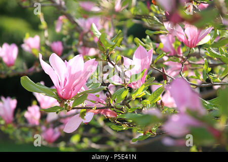 In der Nähe von wunderschönen Mulan Magnolia Blossom Stockfoto