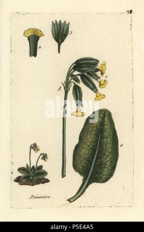 Schlüsselblume, Primula Veris. Papierkörbe botanischen ausgearbeitet und von Pierre Bulliard aus seinem eigenen 'Flora Parisiensis graviert", 1776, Paris, P.F. Didot. Pierre Bulliard (1752-1793) war ein berühmter französischer Botaniker die drei-Farben-platte Drucktechnik. Seine Einführung in die Blüten der Pariser 640 Pflanzen. Stockfoto