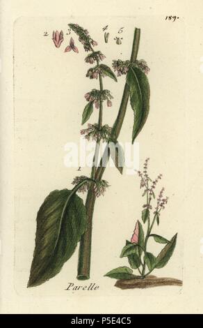 Western dock, Rumex aquaticus. Papierkörbe botanischen ausgearbeitet und von Pierre Bulliard aus seinem eigenen 'Flora Parisiensis graviert", 1776, Paris, S. F. Didot. Pierre Bulliard (1752-1793) war ein berühmter französischer Botaniker die drei-Farben-platte Drucktechnik. Seine Einführung in die Blüten der Pariser 640 Pflanzen. Stockfoto