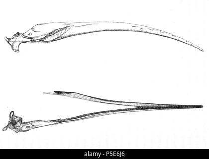 N/A. Englisch: "Aphanapteryx broeckei" = Aphanapteryx bonasia (Rot) - unterkiefer Français: "Aphanapteryx broeckei" = Aphanapteryx bonasia - mandibule. 1869. Alphonse Milne-Edwards (1835 - 1900) Alternative Namen Milne-Edw.; Milne-Edwards; A. Milne-Edwards Beschreibung französischer Botaniker, Ornithologen, Zoologe, carcinologist, Hochschullehrer und Wissenschaftler Geburtsdatum / Tod 13. Oktober 1835 21. April 1900 Ort der Geburt / Todes Paris Paris arbeiten Standort Paris Aufsicht: Q 542059 VIAF: 95329068 ISNI: 0000 0001 2283 1778 81127842 LCCN: n NLA: 36586371 Botaniker: Milne-Edw. Stockfoto