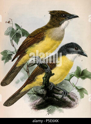 N/A. Englisch: "Criniger gularis" = Alophoixus bres (Grau ist bulbul)" Criniger phaeocephalus" = Alophoixus phaeocephalus (Yellow-bellied Bulbul) Français: "Criniger gularis" = Alophoixus bres (Bulbul brès)" Criniger phaeocephalus" = Alophoixus phaeocephalus (Bulbul à-Kalotte grise). 1871. John gerrard Keulemans (1842-1912) Alternative Namen Johannes Gerardus Keulemans; J. G. Keulemans Beschreibung niederländische Ornithologe und Künstler Geburtsdatum / Tod vom 8. Juni 1842 29. Dezember 1912 Ort der Geburt / Tod Rotterdam London Authority control: Q 1335286 VIAF: 42113661 ISNI: 00 Stockfoto