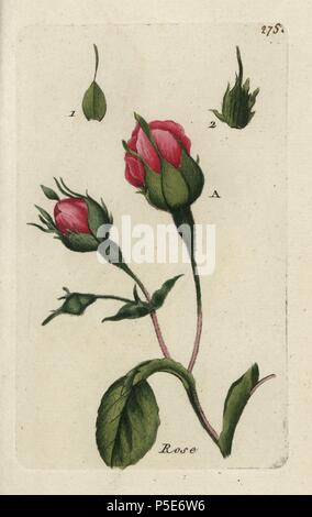 Provence Rose, Rosa centifolia. Papierkörbe botanischen ausgearbeitet und von Pierre Bulliard aus seinem eigenen 'Flora Parisiensis graviert", 1776, Paris, S. F. Didot. Pierre Bulliard (1752-1793) war ein berühmter französischer Botaniker die drei-Farben-platte Drucktechnik. Seine Einführung in die Blüten der Pariser 640 Pflanzen. Stockfoto