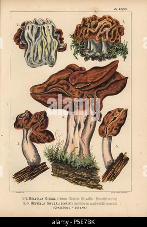 Schnee Morel, Gyromitra gigas, Helvella gigas, Grande helvelle und Hooded false Morel, Helvella infula, Gyromitra infula, helvelle en Mitre, Essbar. Chromolithograph von C.Krause einer Illustration von Fritz Leuba von 'Les Champignons comestibles et les especes vénéneuses avec lesquelles ils pourraient être confondus' (essbare Pilze und die giftige Arten, sie sollte nicht mit) verwechselt werden, die Delachaux et Niestle, Neuchatel, Schweiz 1890, Lithographiert von H. Furrer. Fritz Leuba (1848-1910) war ein mykologe und Interpret von Neuchatel, Schweiz. Stockfoto