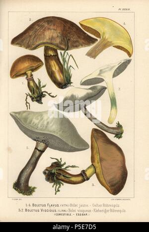 Greville, Lärche oder Rinder, Suillus grevillei Bolete, Steinpilze flavus, bolet jaune und Sticky bolete, Suillus viscidus, Steinpilze, Viscidus bolet visqueux, essbare, Chromolithograph von C.Krause einer Illustration von Fritz Leuba von 'Les Champignons comestibles et les especes vénéneuses avec lesquelles ils pourraient être confondus' (essbare Pilze und die giftige Arten, sie sollte nicht mit) verwechselt werden, die Delachaux et Niestle, Neuchatel, Schweiz 1890, Lithographiert von H. Furrer. Fritz Leuba (1848-1910) war ein mykologe und Interpret von Neuchatel, Schweiz. Stockfoto