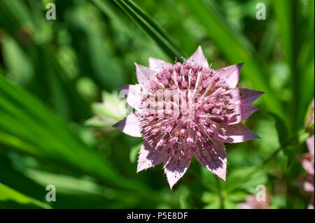 Einzelne kleine Blumen des Sommers blühen Masterwort, (astilbe) Stockfoto