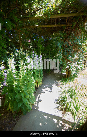 Campanula Blüten Stockfoto