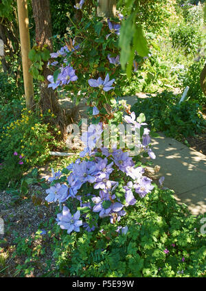 Clematis "Alice Fisk" Stockfoto