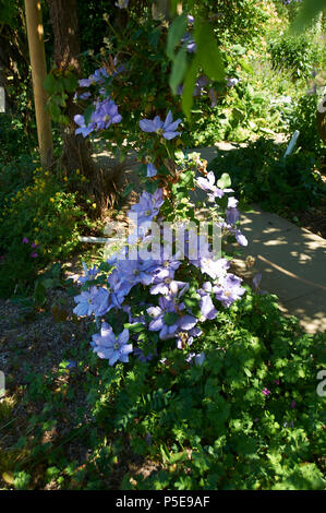 Clematis "Alice Fisk" Stockfoto