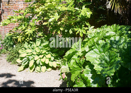 Dschungel Garten Teil der ummauerten Gärten bei Burton Agnes Hall im East Riding von Yorkshire, England, UK, GB. Stockfoto