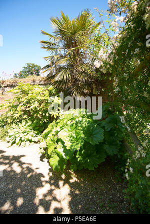 Dschungel Garten Teil der ummauerten Gärten bei Burton Agnes Hall im East Riding von Yorkshire, England, UK, GB. Stockfoto