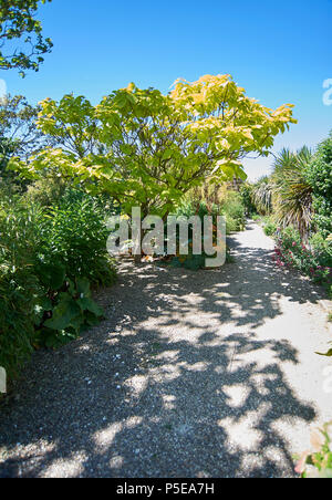 Dschungel Garten Teil der ummauerten Gärten bei Burton Agnes Hall im East Riding von Yorkshire, England, UK, GB. Stockfoto