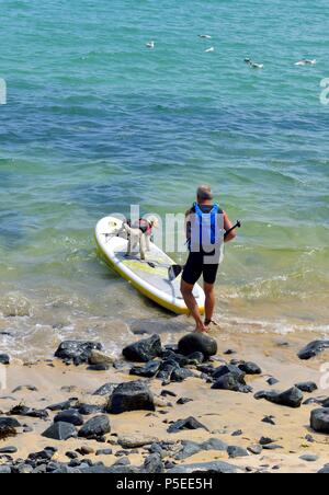 Ein Hund gehen zum Meer auf einem Paddle Board, St Ives, Cornwall, England, Großbritannien Stockfoto