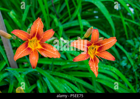 Lily Blumen wachsen im Garten eines Sommer Landhaus Stockfoto