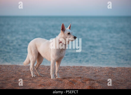 White Siberian husky am Strand im Sommer Sonnenuntergang Stockfoto