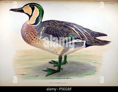 N/A. Englisch: Eine Abbildung eines männlichen Baikal Teal von Fauna Japonica. 1842. Philipp Franz von Siebold (1796-1866) Alternative Namen Siebold, Philipp Franz Balthasar von Siebold Beschreibung deutsche Arzt, Naturforscher und Künstler Geburtsdatum / Tod 17. Februar 1796 vom 18. Oktober 1866 Ort der Geburt / Tod Würzburg Würzburg Arbeit Lage Leiden Authority control: Q 77140 VIAF: 17320528 ISNI: 0000 0001 0875 0584 ULAN: 500325999 50058839 LCCN: n NLA: 35498475 WorldCat 97 Anas formosa männlichen Fauna Japonica Stockfoto