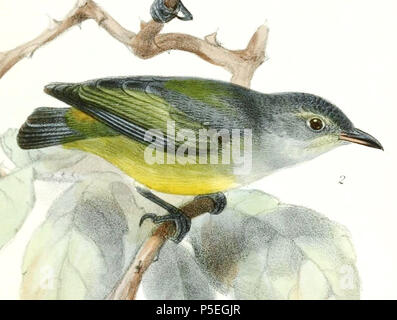 N/A. Englisch: "hippolais trigonostigma" = Hippolais trigonostigma (Orange-bellied Flowerpecker) Français: "hippolais trigonostigma" = Hippolais trigonostigma (Dicée à Ventre orange). 1876. John gerrard Keulemans (1842-1912) Alternative Namen Johannes Gerardus Keulemans; J. G. Keulemans Beschreibung niederländische Ornithologe und Künstler Geburtsdatum / Tod vom 8. Juni 1842 29. Dezember 1912 Ort der Geburt / Tod Rotterdam London Authority control: Q 1335286 VIAF: 42113661 ISNI: 0000 0000 6313 981 X ULAN: 500041975 98083374 LCCN: keine NLA: 35268760 WorldCat 447 Hippolais trigonostigma 1876 Stockfoto