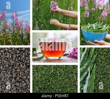 Russische Kräutertee (auch als kiprei oder koporka). Blatt Erhebung und Verarbeitung für ein gesundes Getränk Stockfoto