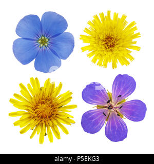 Wildblumen aus Flachs, Löwenzahn und GERANIEN fotografiert Close-up mit Ansicht von oben und auf weißem Hintergrund Stockfoto