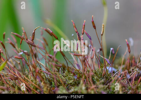 Makroaufnahme der wachsenden grünen Moos. Moss closeup, Makro. Wächst am Baum, schönen Hintergrund. Stockfoto