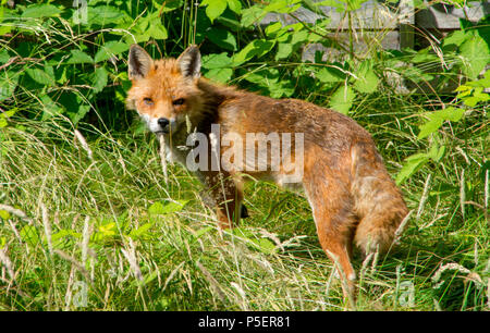 Urban Fuchs im Garten Stockfoto