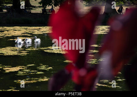 Pelikane am See in St. James' Park während der ersten Sommerhitze des Jahres am 26. Juni 2018 in London, England, Vereinigtes Königreich. Stockfoto