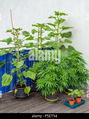 Junge cannabis Pflanzen und Sonnenblumen in Blumentöpfen Stockfoto