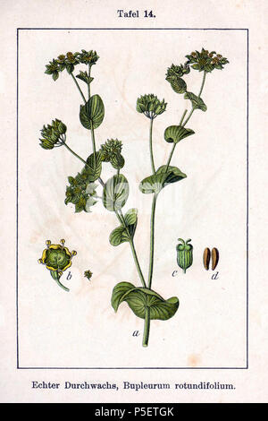 N/A. Englisch: Bupleurum rotundifolium L. in der ursprünglichen Beschreibung Echter Durchwachs, Bupleurum Rotundifolium. 14. Juni 2004. Johann Georg Sturm (Maler: Jakob Sturm) 249 Bupleurum rotundifolium Sturm 12014 Stockfoto