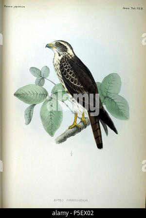 N/A. Englisch: Eine Abbildung einer Grau-faced Mäusebussard (Buteo pyrrhogenys=Butastur indicus) von Fauna Japonica. 1842. Philipp Franz von Siebold (1796-1866) Alternative Namen Siebold, Philipp Franz Balthasar von Siebold Beschreibung deutsche Arzt, Naturforscher und Künstler Geburtsdatum / Tod 17. Februar 1796 vom 18. Oktober 1866 Ort der Geburt / Tod Würzburg Würzburg Arbeit Lage Leiden Authority control: Q 77140 VIAF: 17320528 ISNI: 0000 0001 0875 0584 ULAN: 500325999 50058839 LCCN: n NLA: 35498475 WorldCat 252 Buteo pyrrhogenys Fauna Japonica Stockfoto