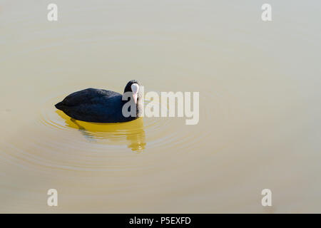 Blässhuhn, Fulica atra Schwimmen in einem See, Poole, Dorset, Großbritannien Stockfoto