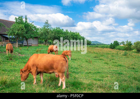 Landschaft Landschaft mit einer Herde von limpurger Rasse, weidenden Kühe auf der grünen Wiese, in der Nähe der stabilen und einem Obstgarten, in Schwäbisch Hall, Deutschland. Stockfoto