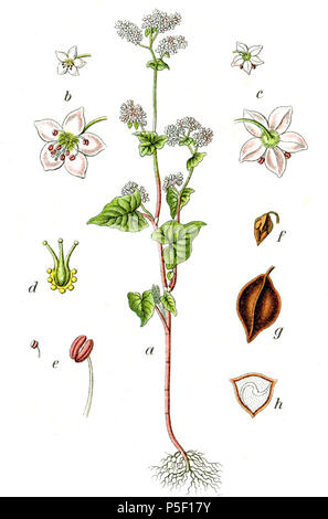 N/A. Fagopyrum esculentum Moench, Polygonum fagopyrum L. Original Bildunterschrift Echter Buchweizen, Polygonum fagopyrum. 1796. Johann Georg Sturm (Maler: Jakob Sturm) 544 Fagopyrum esculentum Sturm 64 Stockfoto