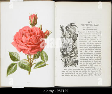 547 Vertraute Garten Blumen (1887) - Ewige Rose Stockfoto