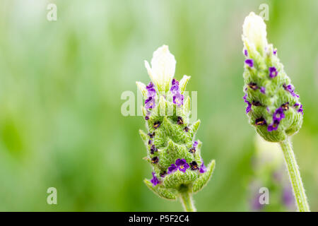 Lavandula stoechas weiß Anouk, Spanischer lavendel Blüten im Sommer, Dorset, Großbritannien Stockfoto