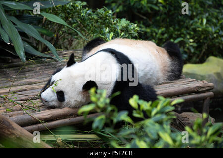 Porträt einer gefährdeten schwarze und weiße Pandabär schlafen in der Vegetation. Singapur. Stockfoto