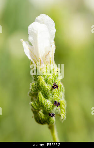 Lavandula stoechas weiß Anouk, Spanischer lavendel Blüten im Sommer, Dorset, Großbritannien Stockfoto