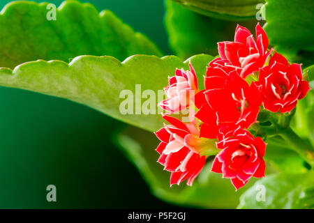 Kalanchoe blossfeldiana, flammenden katy Zimmerpflanze Nahaufnahme Stockfoto