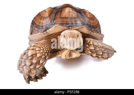 Die Afrikanische trieb Schildkröte (Centrochelys Sulcata), ist eine Pflanzenart aus der Gattung der Schildkröte, die den südlichen Rand der Sahara bewohnt, in Afrika. Es ist Stockfoto