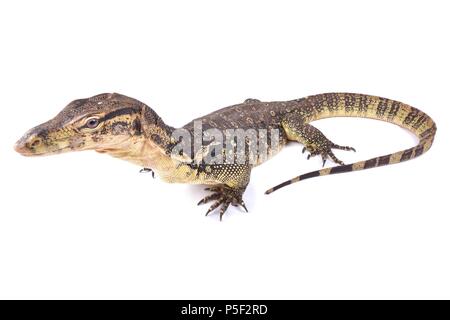 Das Wasser Monitor (Varanus Salvator) ist eine Echse in Süd- und Südostasien. Sie reichen von Sri Lanka und an der Küste im Nordosten von Indien Stockfoto