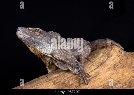 Die Rüschen-necked Lizard (Chlamydosaurus Kingii) ist eine Pflanzenart aus der Gattung der Eidechse, die vor allem im nördlichen Australien und das südliche Neuguinea gefunden wird. Stockfoto