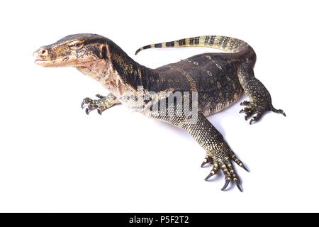 Das Wasser Monitor (Varanus Salvator) ist eine Echse in Süd- und Südostasien. Sie reichen von Sri Lanka und an der Küste im Nordosten von Indien Stockfoto