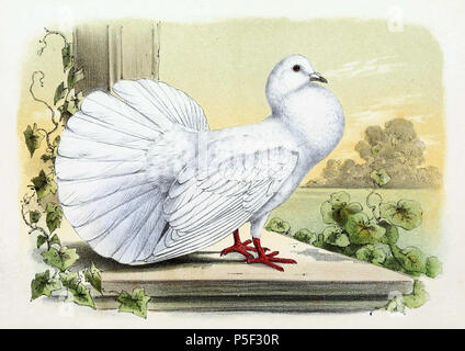 N/A. Englisch: "Columba domestica" = Columba livia domestica (Inland Taube) - Rasse: Fantail taube Français: "Columba domestica" = Columba livia domestica (Pigeon domestique) - Pigeon Insel von Bréhat. 1869. John gerrard Keulemans (1842-1912) Alternative Namen Johannes Gerardus Keulemans; J. G. Keulemans Beschreibung niederländische Ornithologe und Künstler Geburtsdatum / Tod vom 8. Juni 1842 29. Dezember 1912 Ort der Geburt / Tod Rotterdam London Authority control: Q 1335286 VIAF: 42113661 ISNI: 0000 0000 6313 981 X ULAN: 500041975 98083374 LCCN: keine NLA: 35268760 WorldCat 371 Columba livia domestica 18. Stockfoto