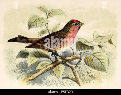 N/A. Deutsch: "fringilla Linaria' = Acanthis Kabarett (Lesser Redpoll) Français: "fringilla Linaria" = Acanthis Kabarett (Sizerin alpin). 1873. John gerrard Keulemans (1842-1912) Alternative Namen Johannes Gerardus Keulemans; J. G. Keulemans Beschreibung niederländische Ornithologe und Künstler Geburtsdatum / Tod vom 8. Juni 1842 29. Dezember 1912 Ort der Geburt / Tod Rotterdam London Authority control: Q 1335286 VIAF: 42113661 ISNI: 0000 0000 6313 981 X ULAN: 500041975 98083374 LCCN: keine NLA: 35268760 WorldCat 271 Carduelis flammea 1873 Stockfoto