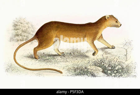 N/A. Englisch: Cryptoprocta ferox (Fossa) Français: Cryptoprocta ferox (Fossa). Im Jahr 1868 veröffentlicht. Pieter Willem Marinus Trap (1821 - 1905) Beschreibung der Niederländischen lithograph Datum der Geburt / Tod 1821 1905 Ort der Geburt / Tod Leiden Leiden Arbeit Lage Leiden (1836-1905) Kontrolle: Q 30304094 VIAF: 49105378 ISNI: 0000 0000 5464 5841 BPN: 19576712 RKD: 78094 Koninklijke: 070497540 Nederlands: Steendrukkerij van Pieter Willem Marinus Trap (1821-1905) Englisch: Lithographie von Pieter Willem Marinus Trap (1821-1905), abgekürzt "teendr v. P.W.M. Trap' auf der Platte 393 Cryptoprocta Stockfoto