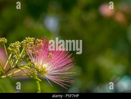 Bild von süßen flauschigen blühen rosa Blume auf. Albizia julibrissin persischer Seide Baum, rosa Seide Baum. Unglaublich hellen tropischen Blumen Stockfoto