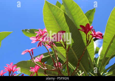 Nahnahe eines rosa rosa blühenden Oleanders in Indian Rocks Beach, Florida, USA. Stockfoto